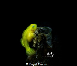 Yellow Goby pregnant 
Common name yellow Gobyfish, meani... by Magali Marquez 